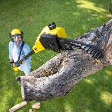 Best Tree Removal Service  in Cocoa Beach, FL