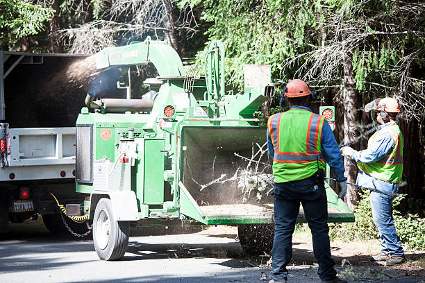 Professional Tree Services in Cocoa Beach, FL